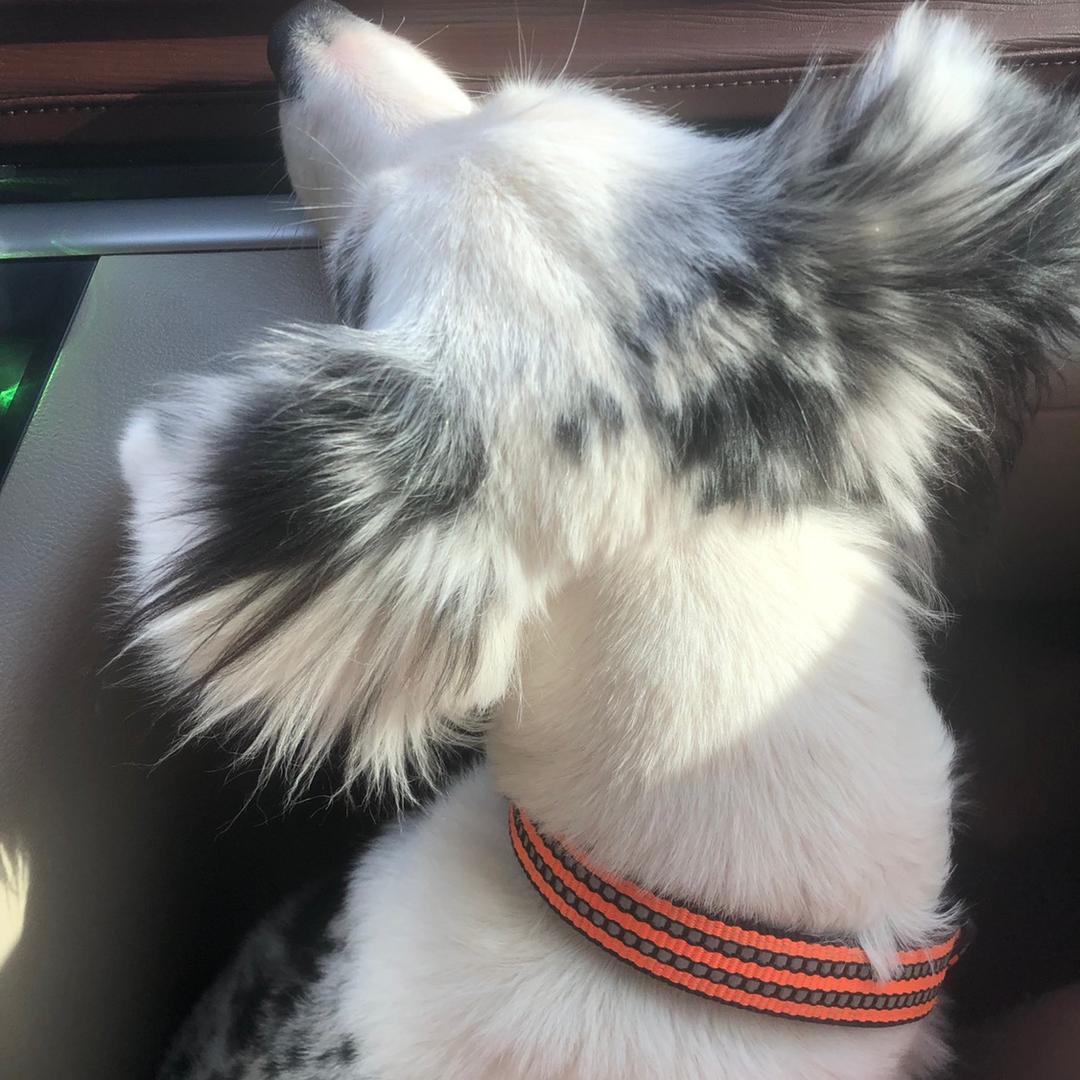 长耳朵和短尾巴