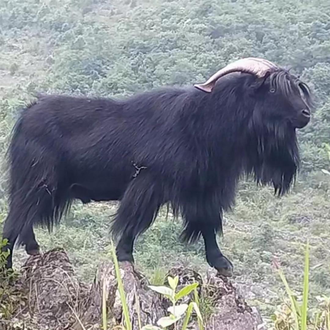 贞丰县正宗本地小耳朵黑山羊