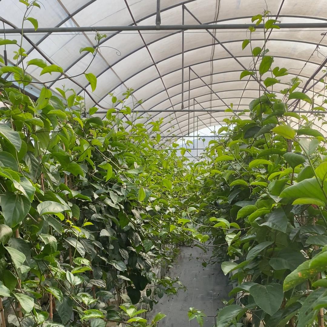 花农氏何谷梦果树苗木专卖店