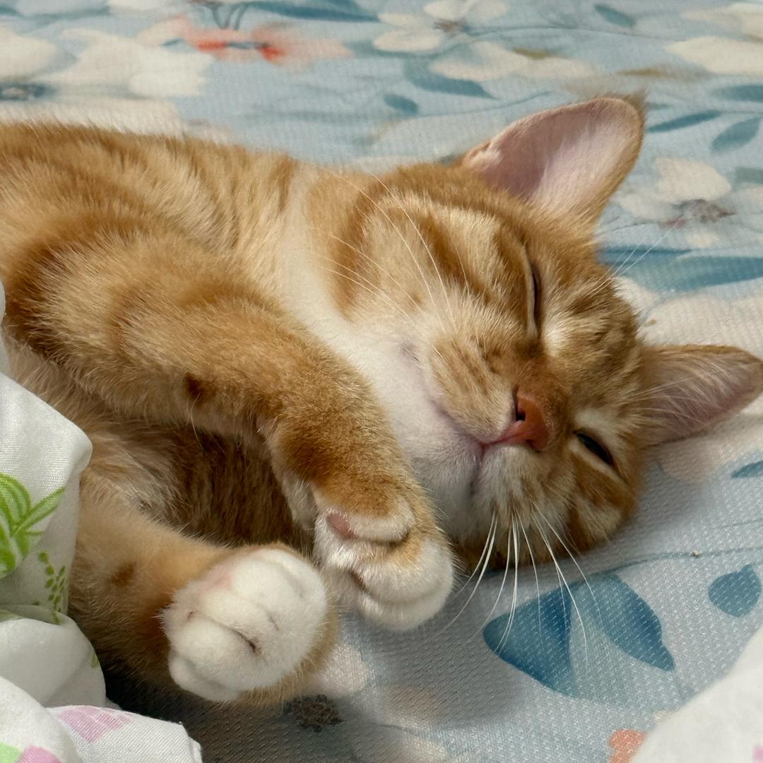 大大大书法家