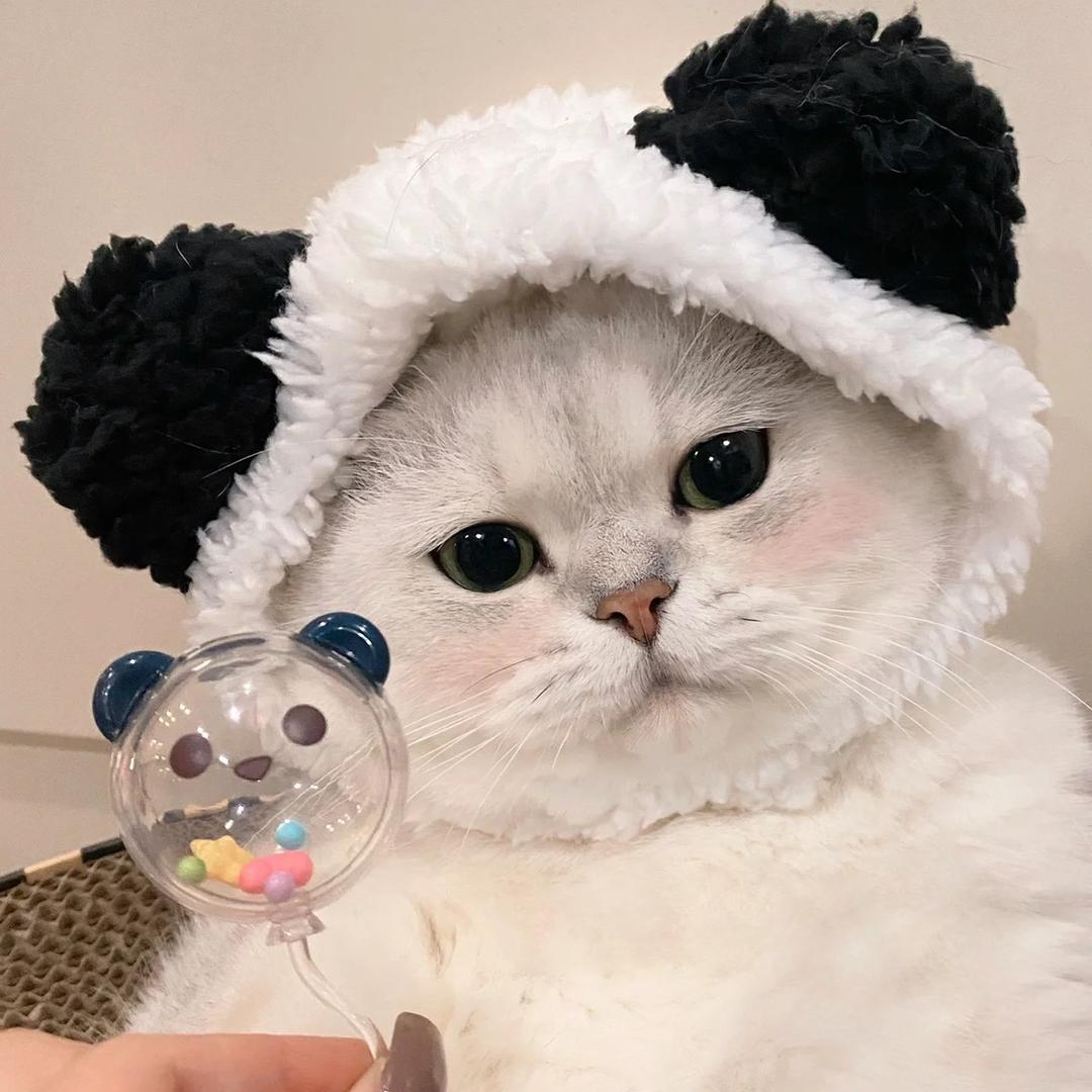 拾肆🐱
