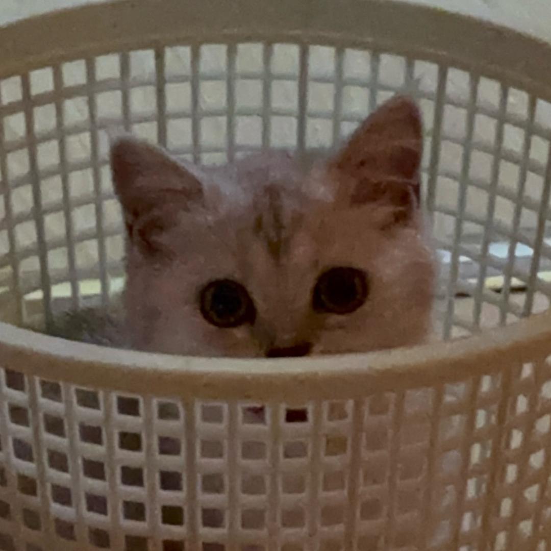 嘻嘻楽