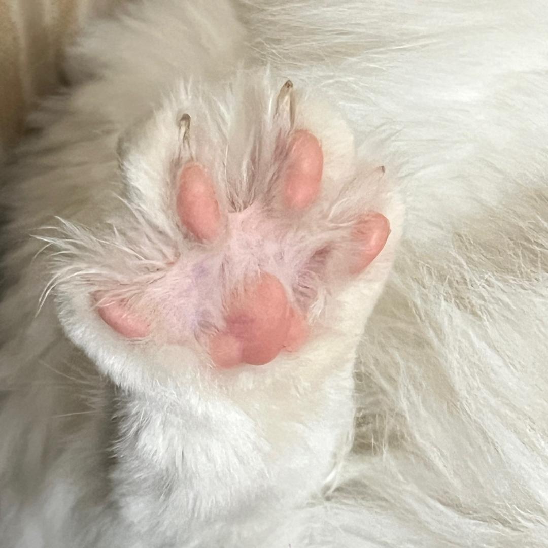 改名叫香菜（独自抚养两娃版）