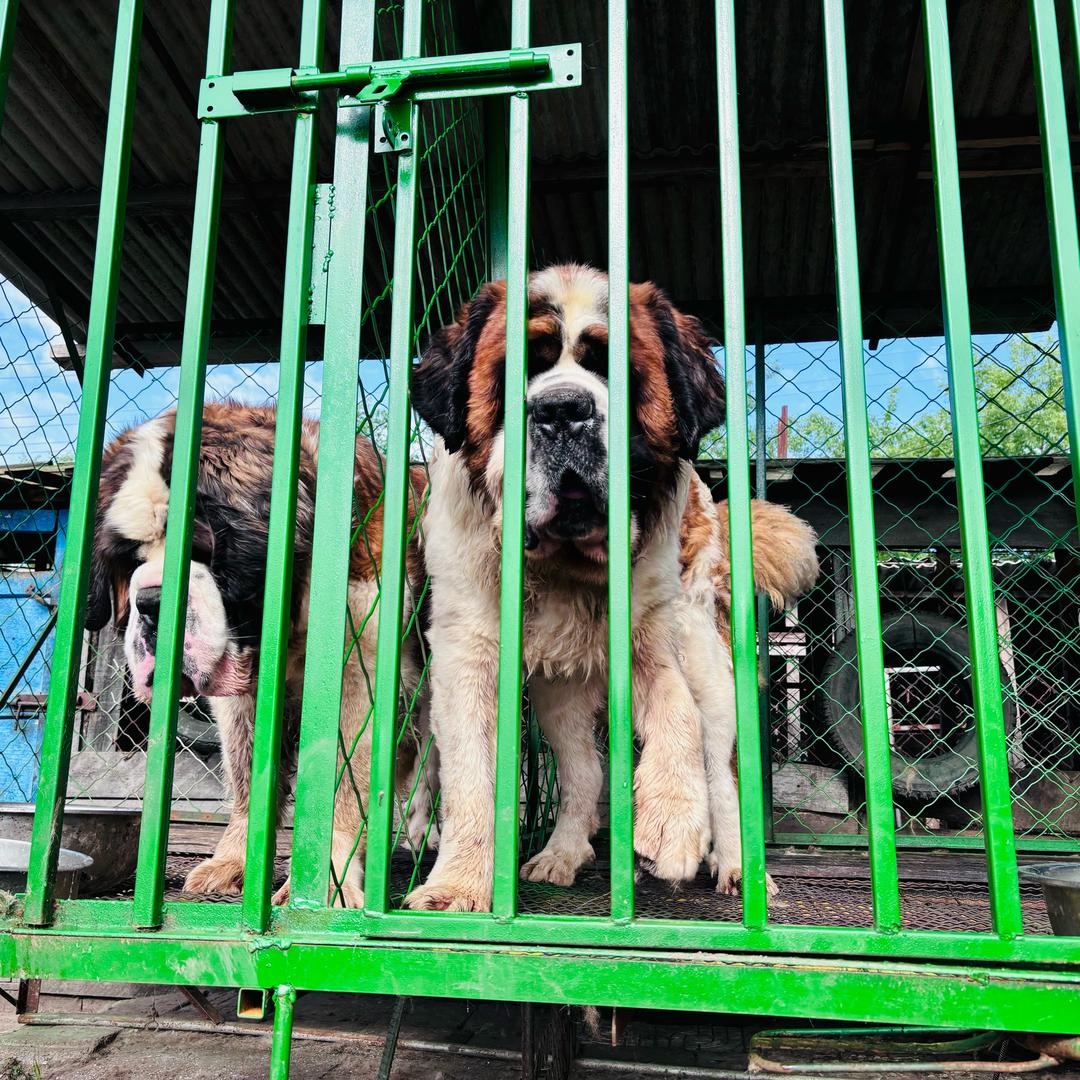 刘奇圣伯纳犬业