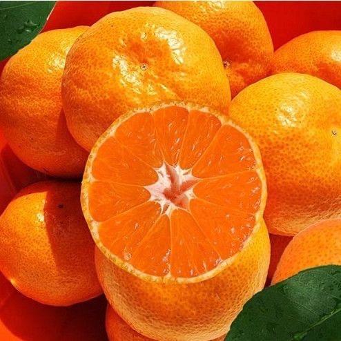 久源专业水果合作社（涌泉蜜桔）