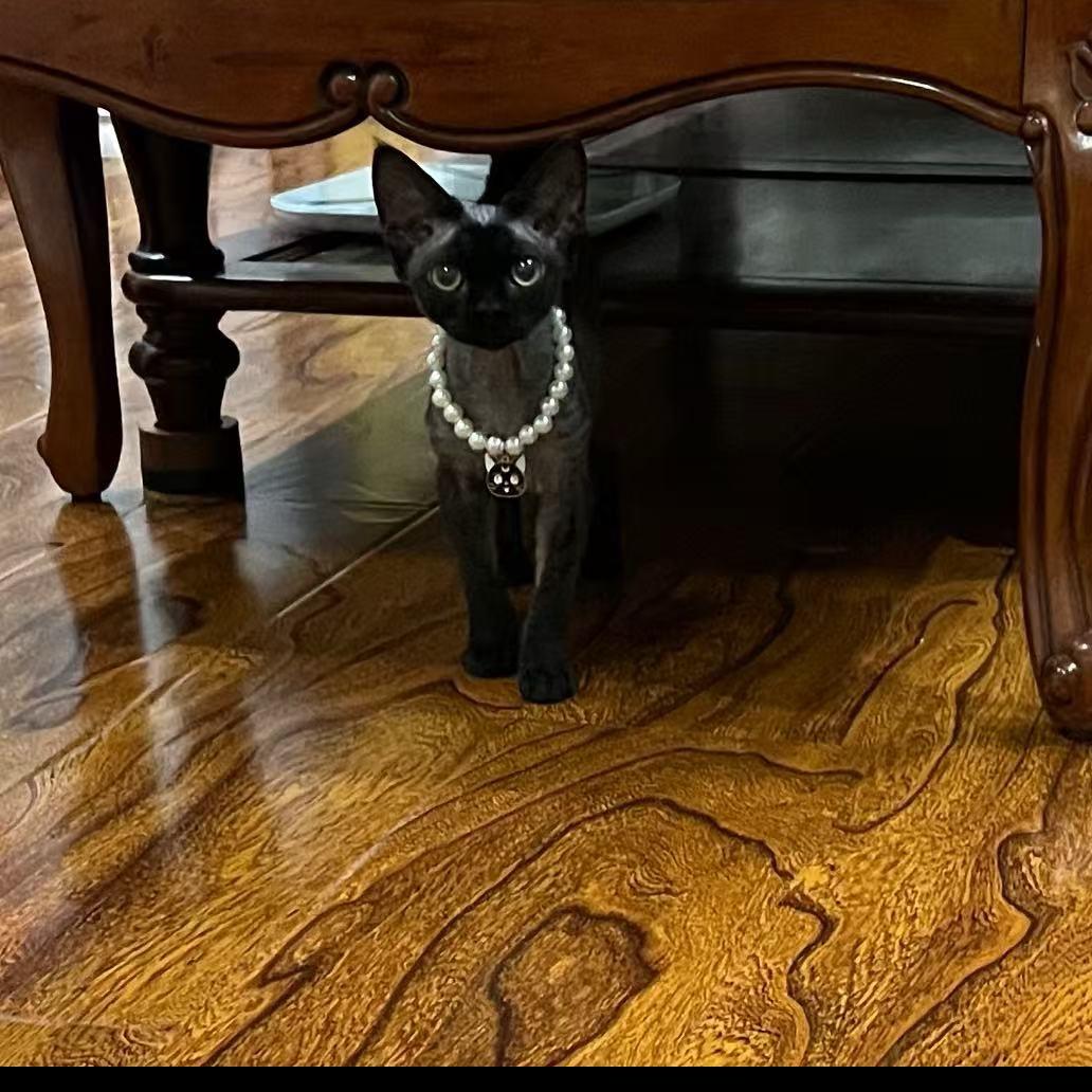 喵星人日记🐱