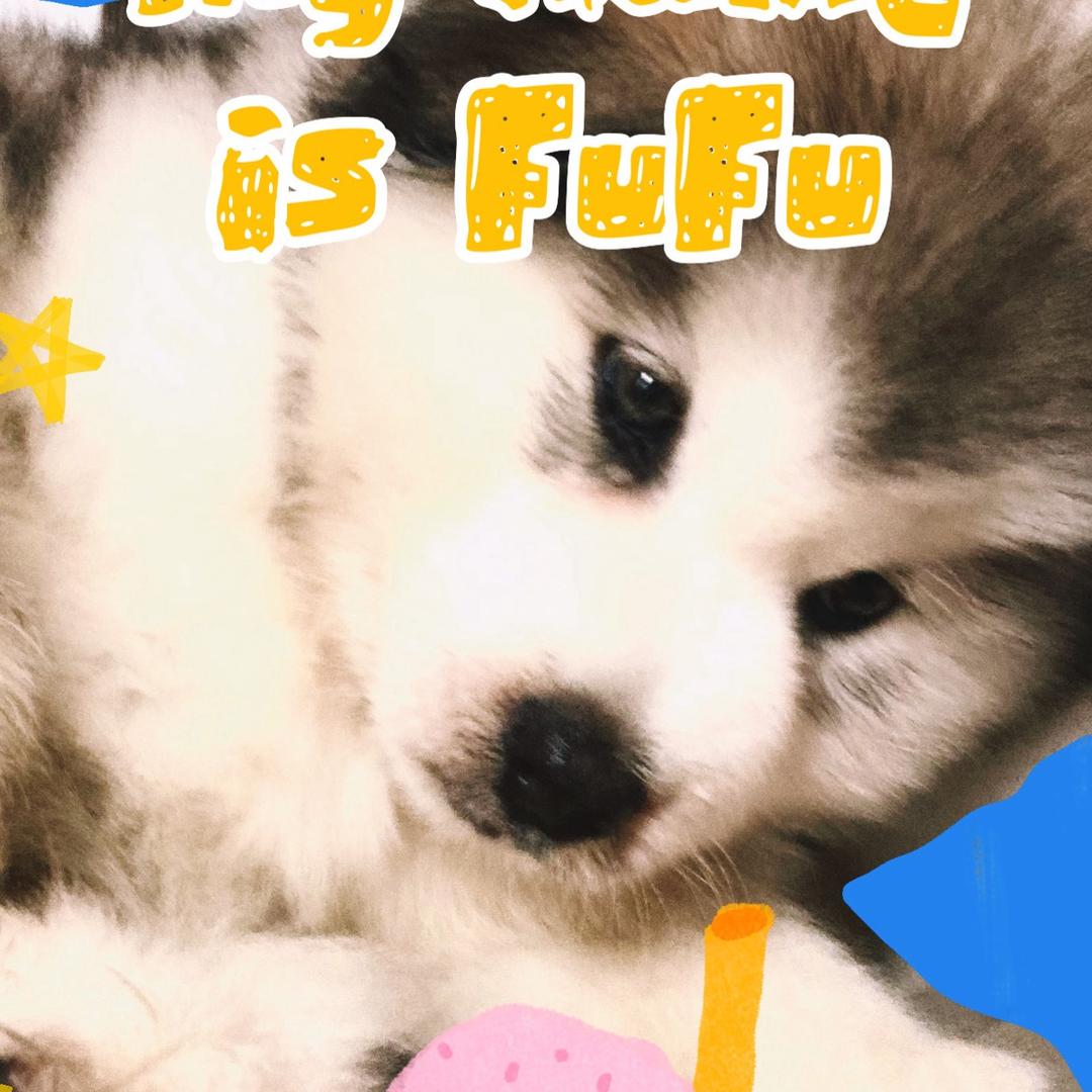 🐻‍❄️FuFu现在强的可怕🦴