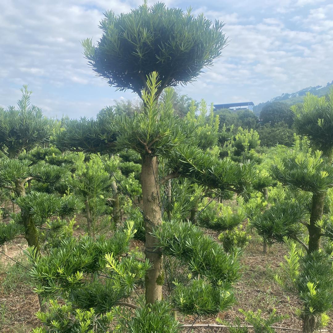 荔浦冠芝苗木