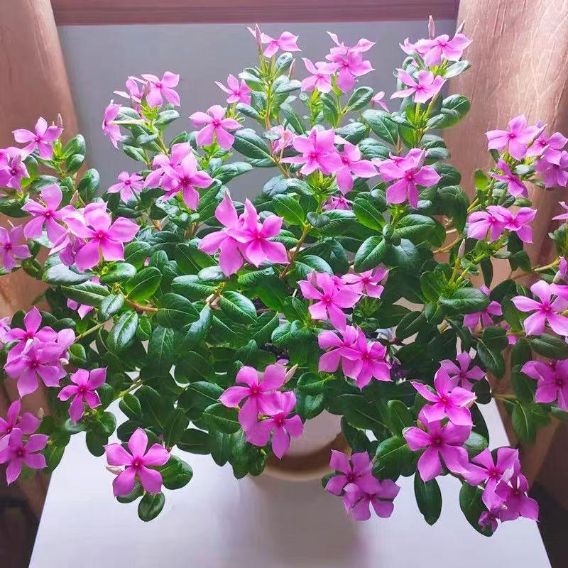 翠姐花草小铺