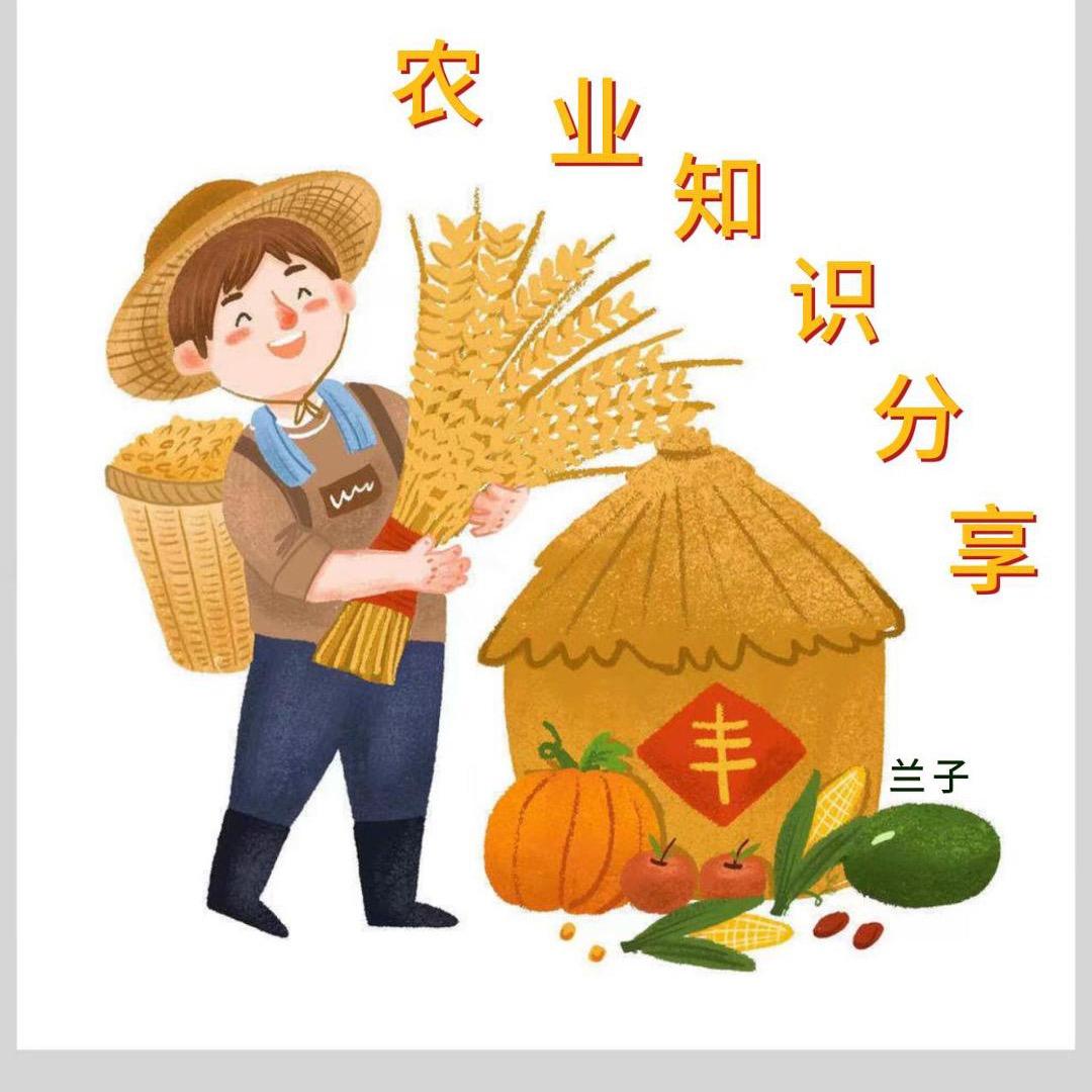 农业分享 兰子