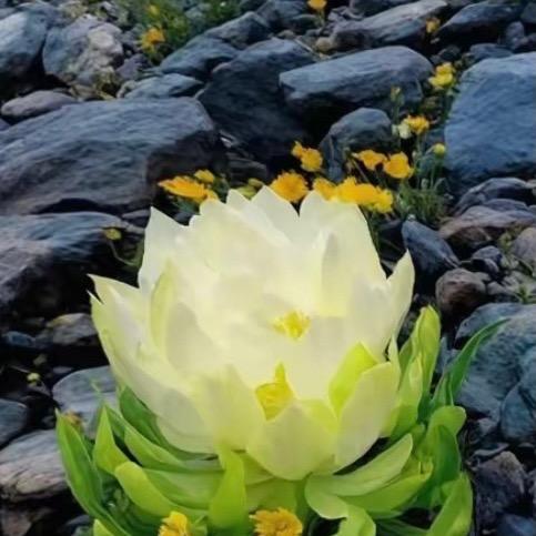 《乡村CEO》小北