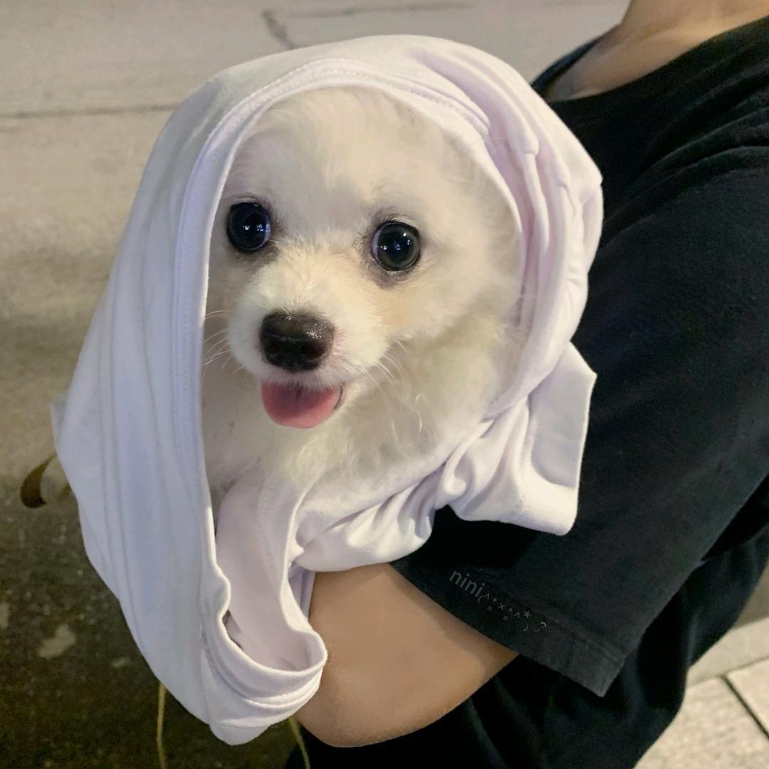 狼.