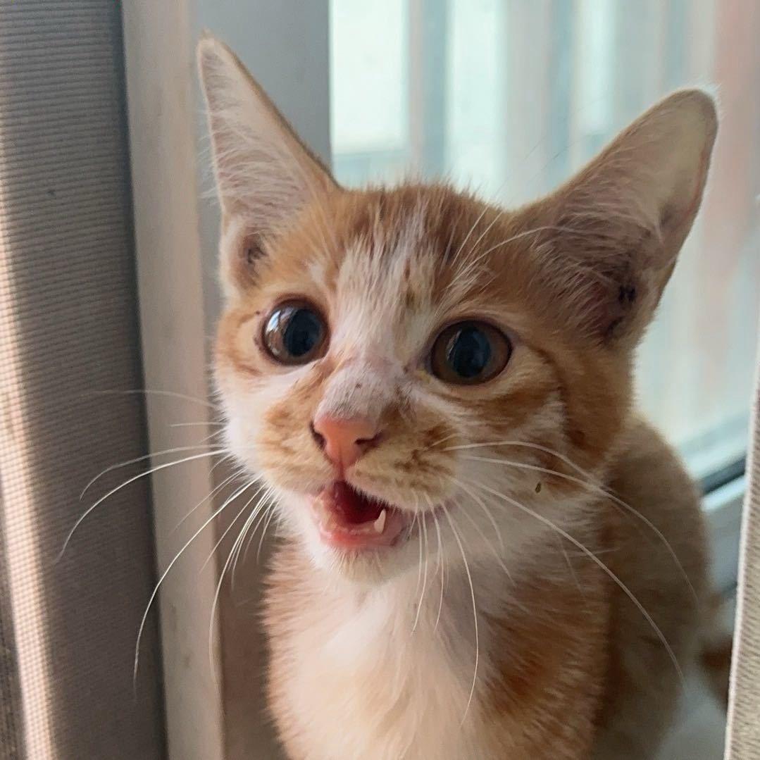 我们都是猫咪心软的神