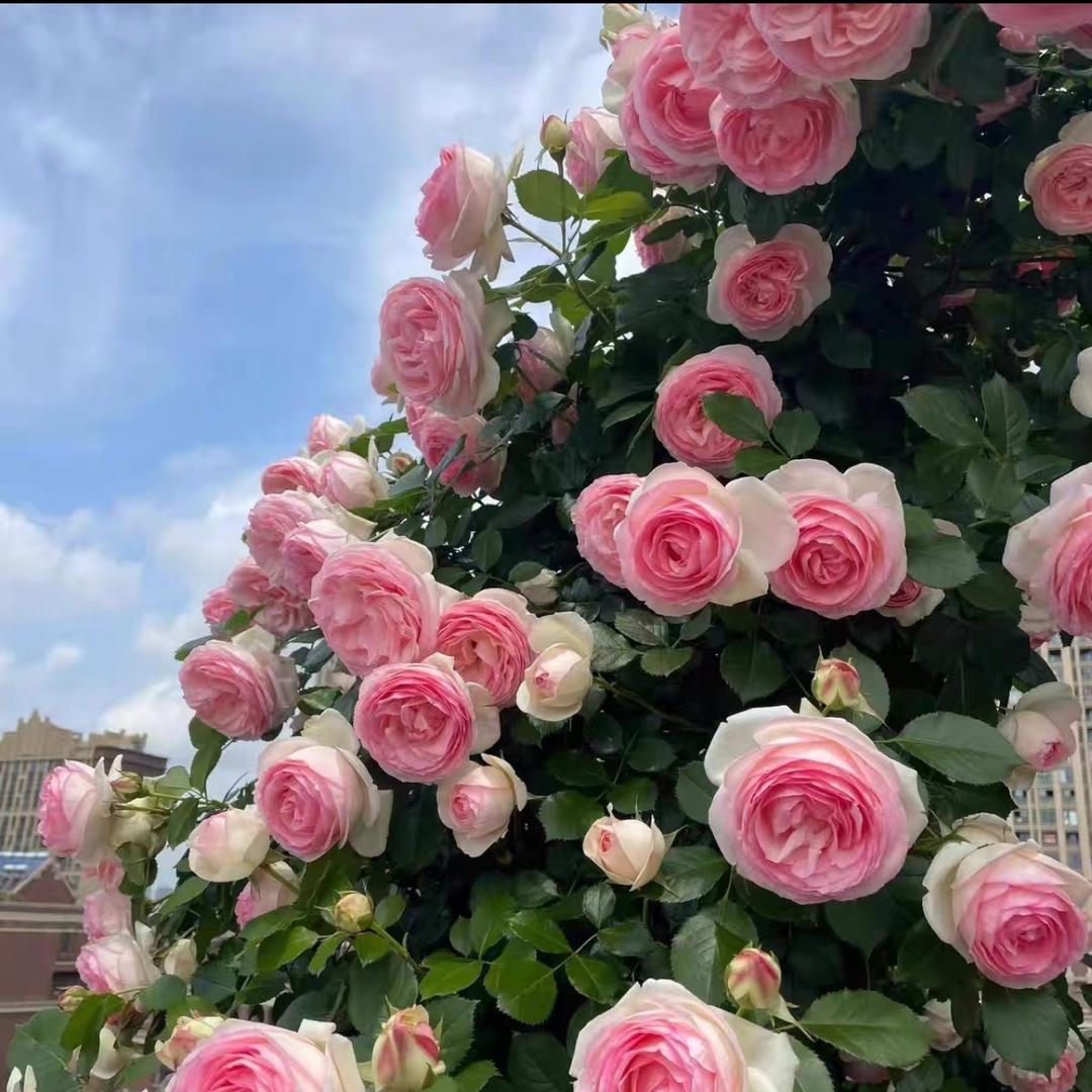 沛奇花卉园艺