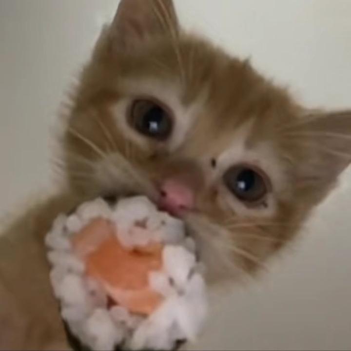 不爱吃西红柿炒鸡蛋