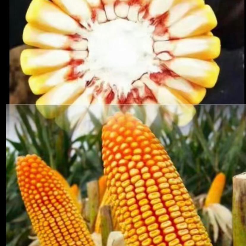 眼镜说农事