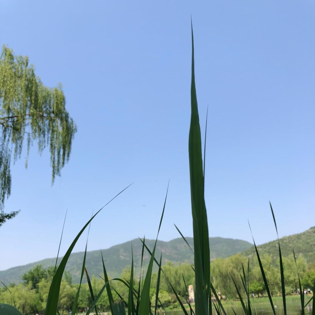 迷似乎