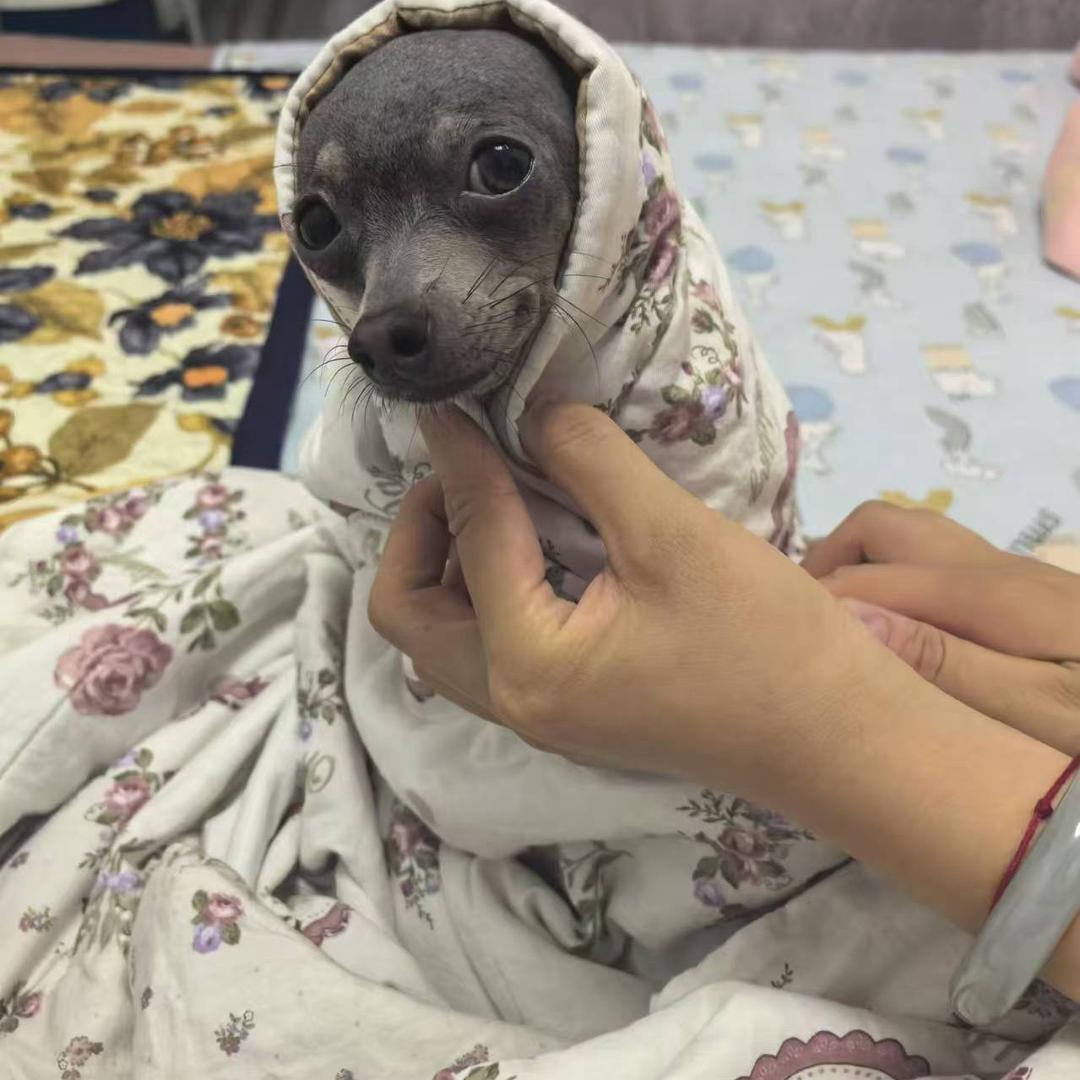 轻歌小鹿犬舍