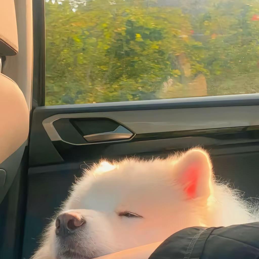 今天也想吃西瓜.