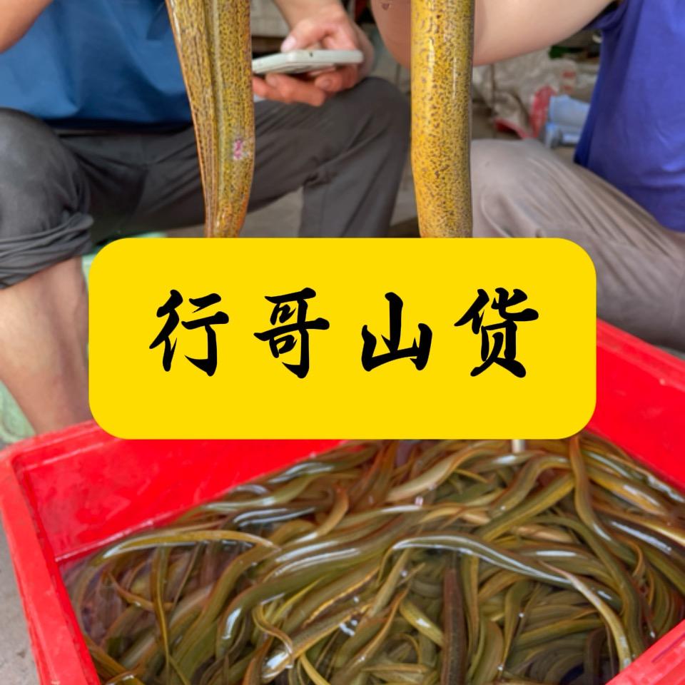 三个臭皮匠（行哥山货）