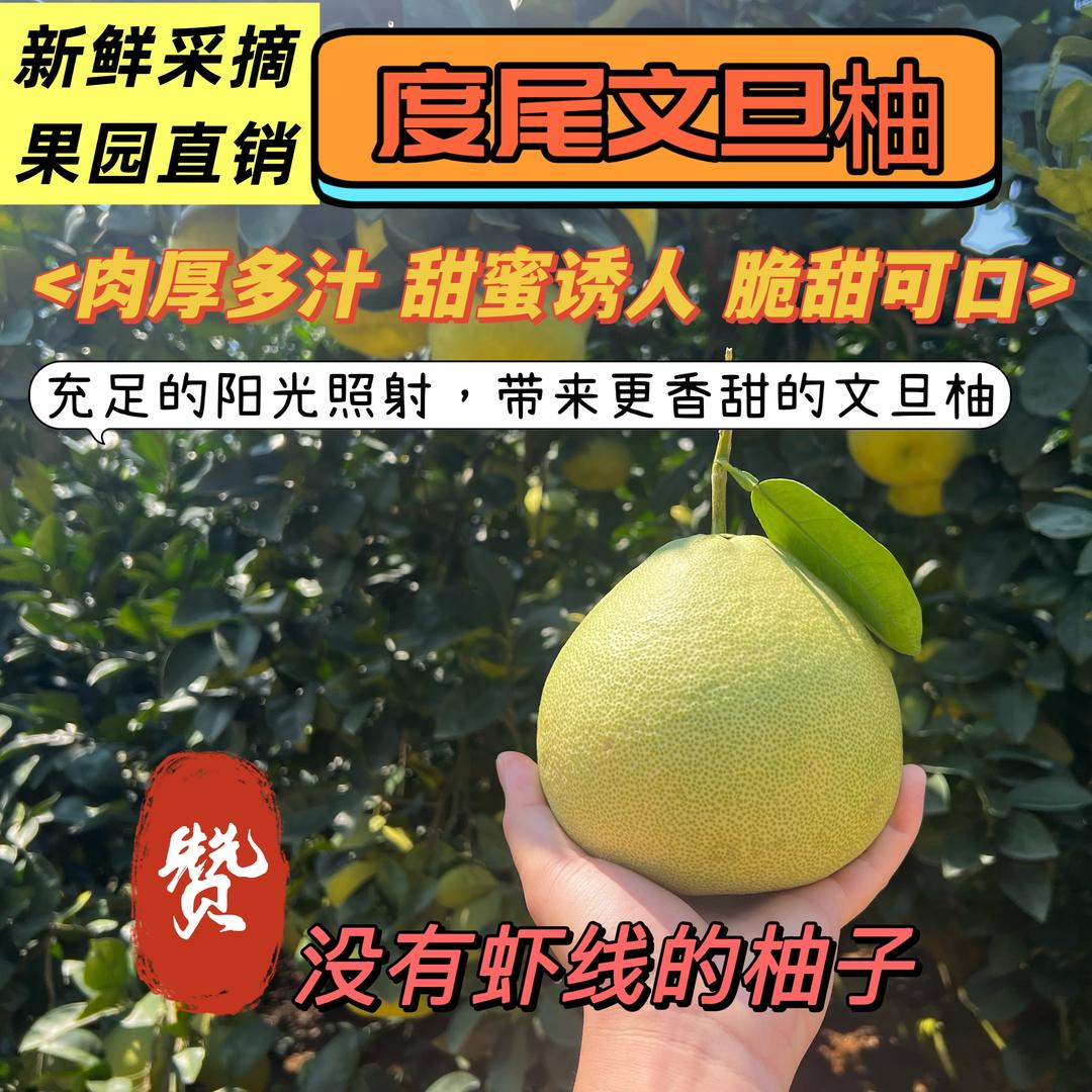 老树度尾正宗文旦柚
