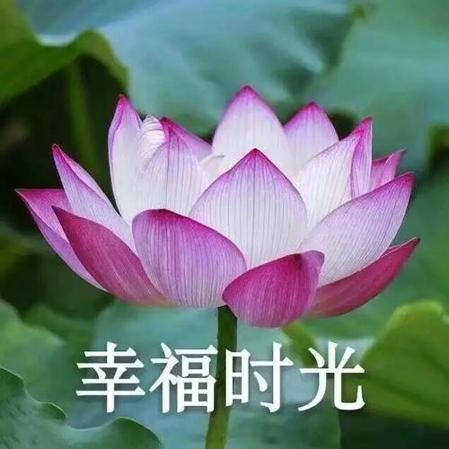 老柳数码科技