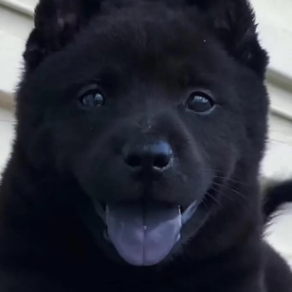 五黑犬