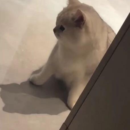 阿周吃不饱