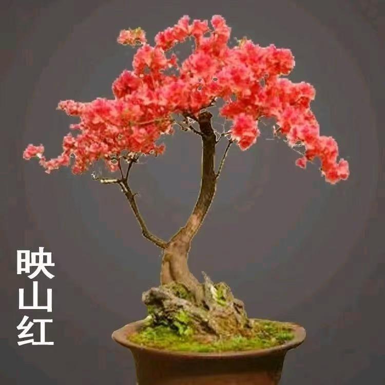 乡村二丫园艺