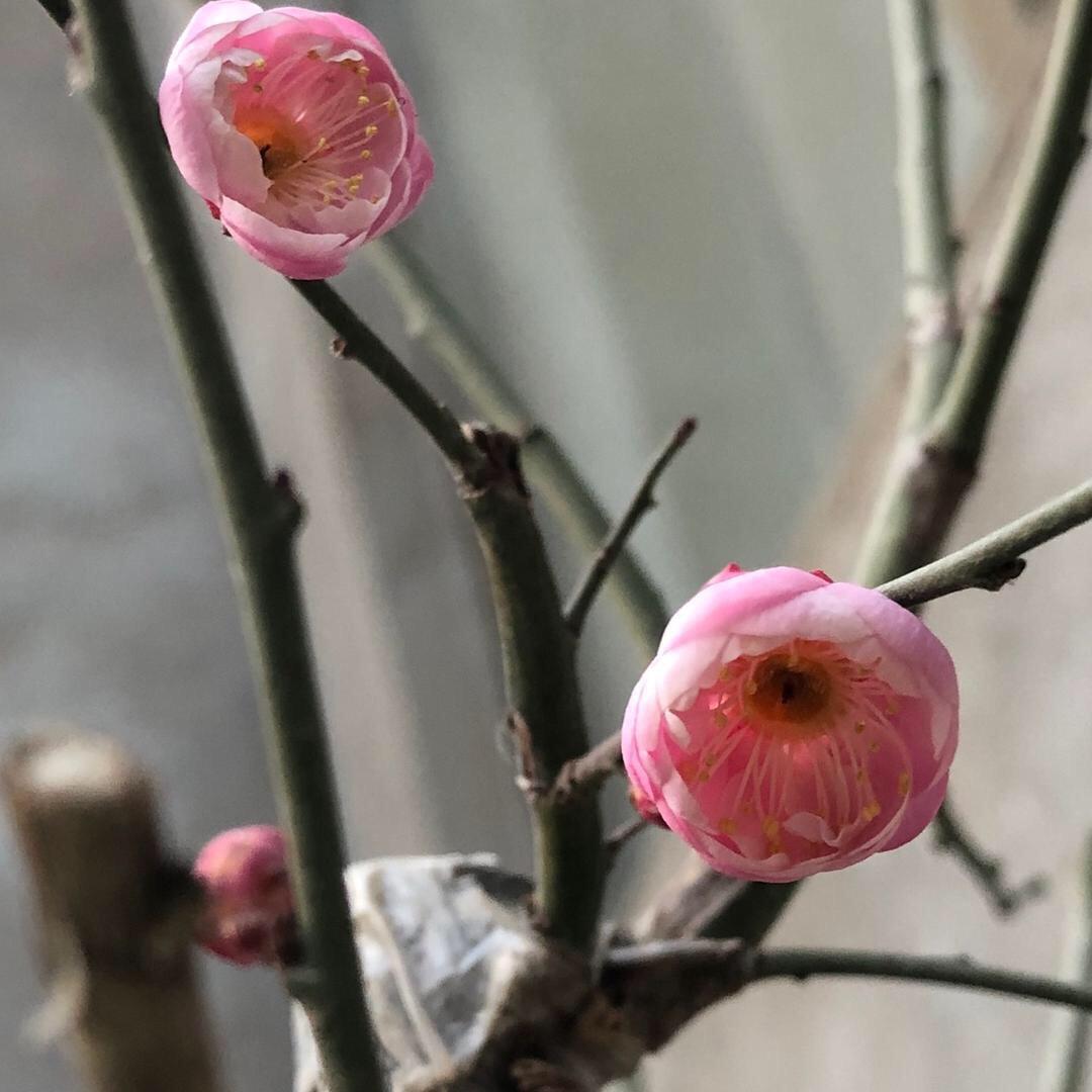 ଙ᭄八秒记忆࿚໌້ᮨ