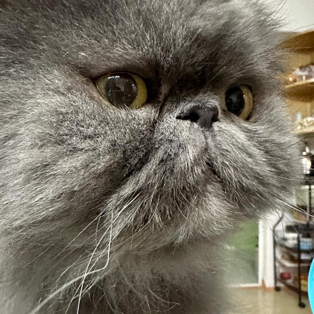🌈李喵喵家的五只猫🐱🐾