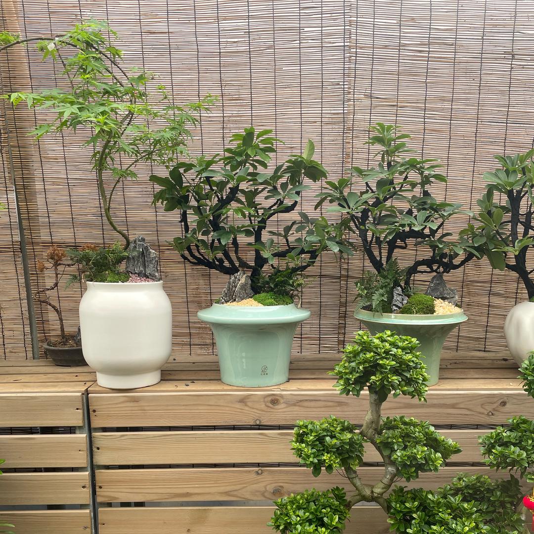 花艺林义