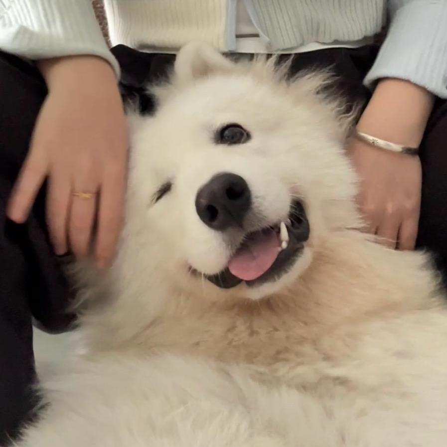 萨摩福仔和来财猫