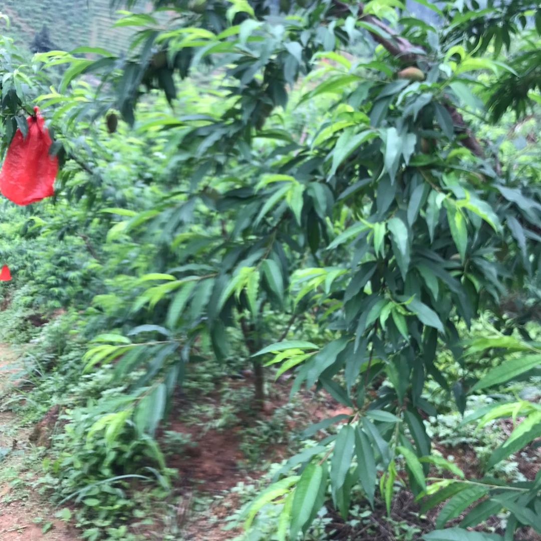 寻鸟昙日曰鲜水果㕆㕆陈春兰