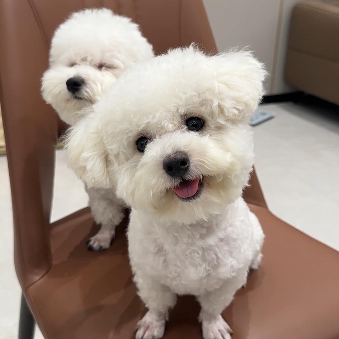 滴溜圆炒蹦豆（小比熊）