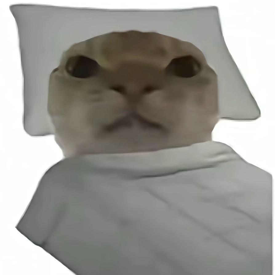 哈基咪