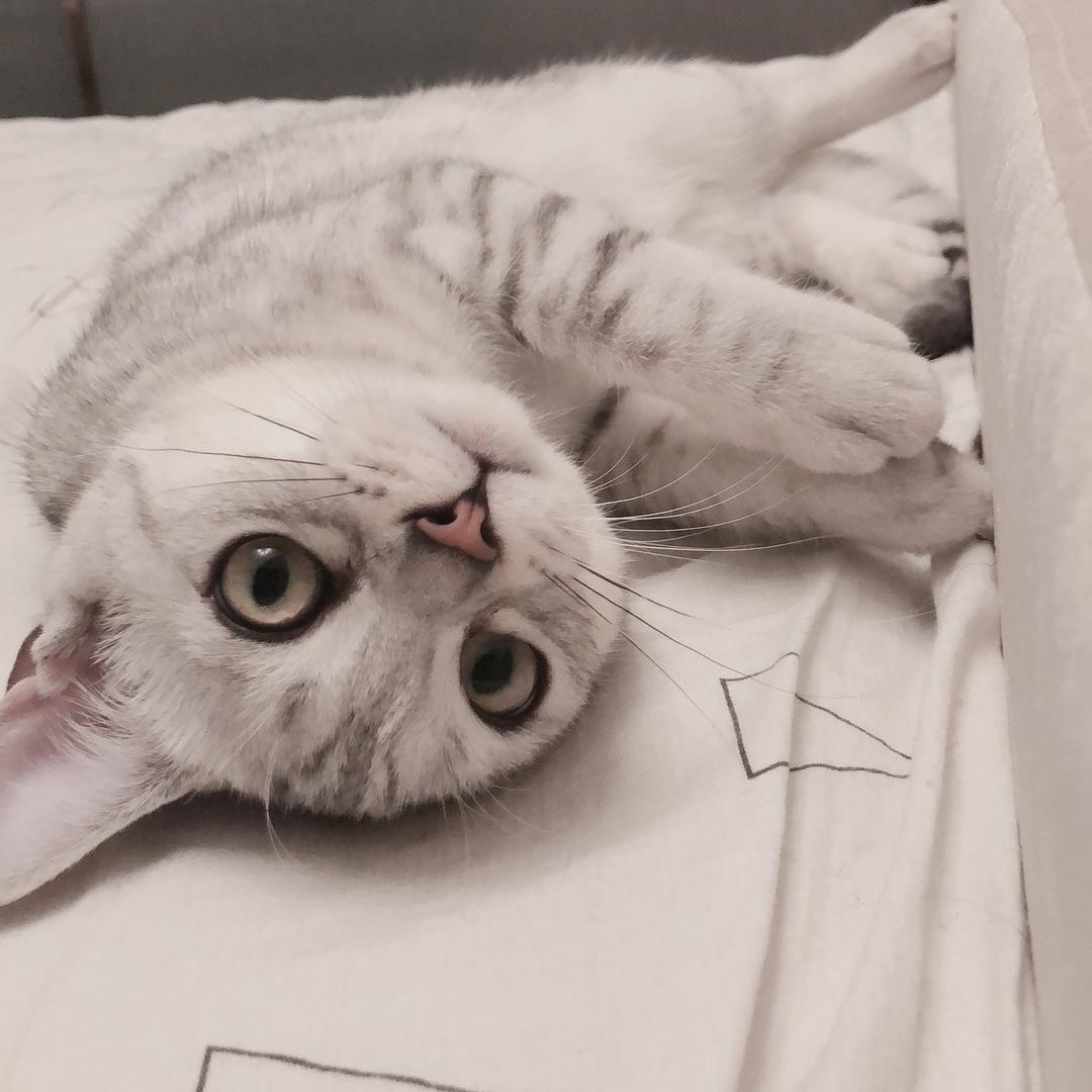 萌之泪伤
