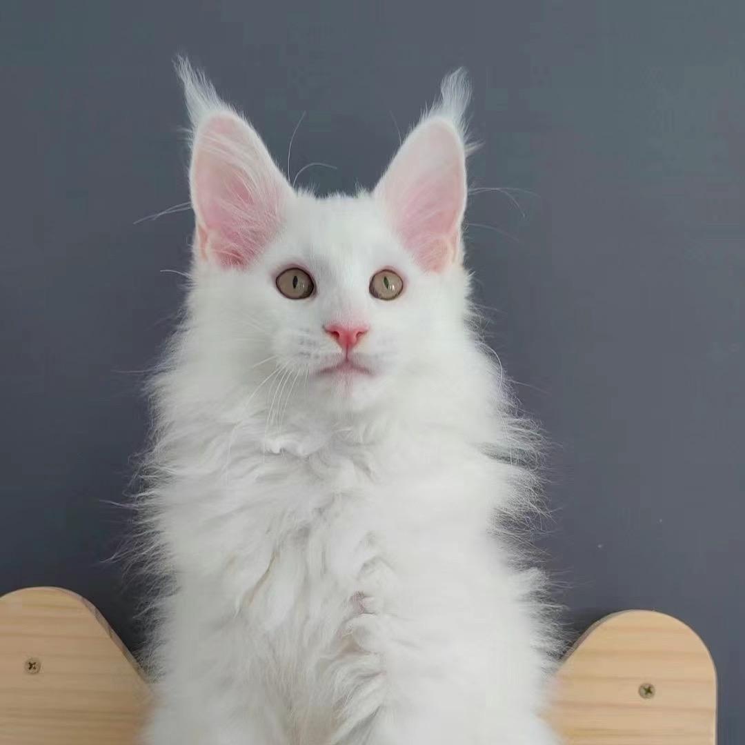 痞猫💋