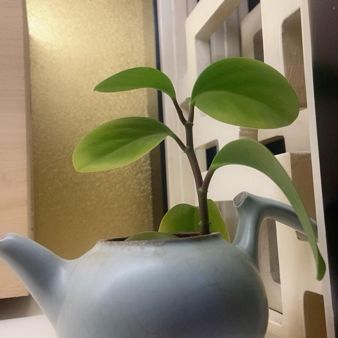 🌻姑娘可好