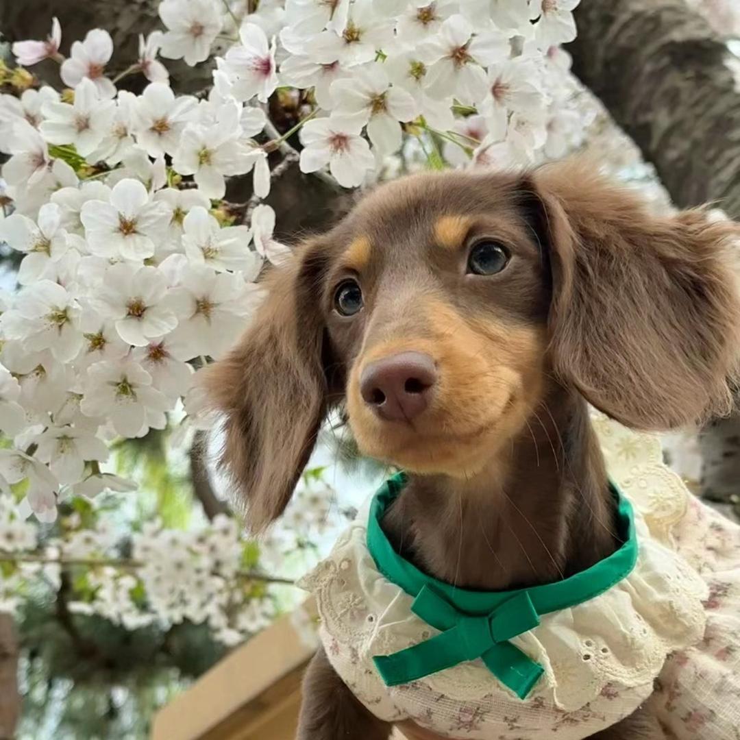 波力海苔卷心菜