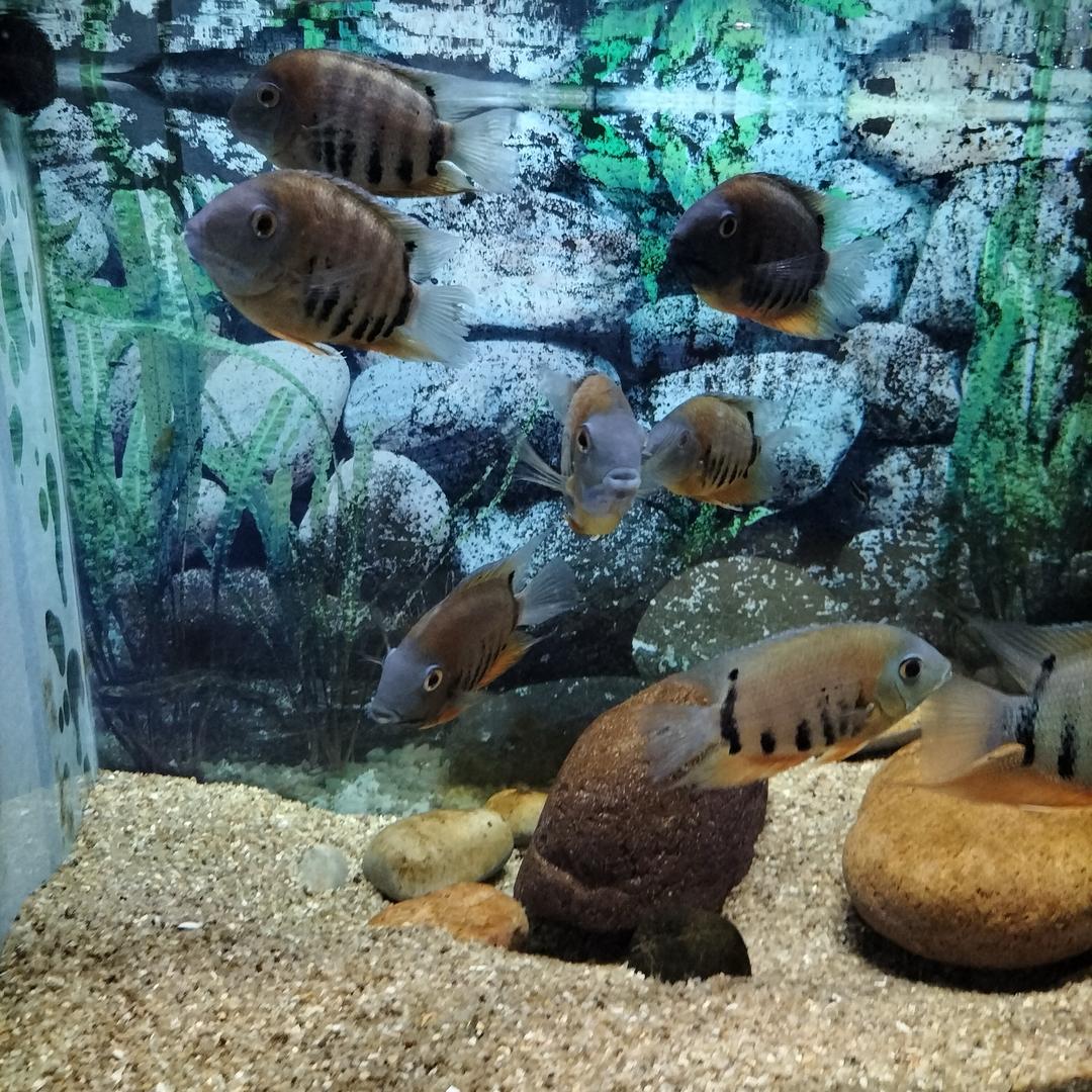 娟的宇梦