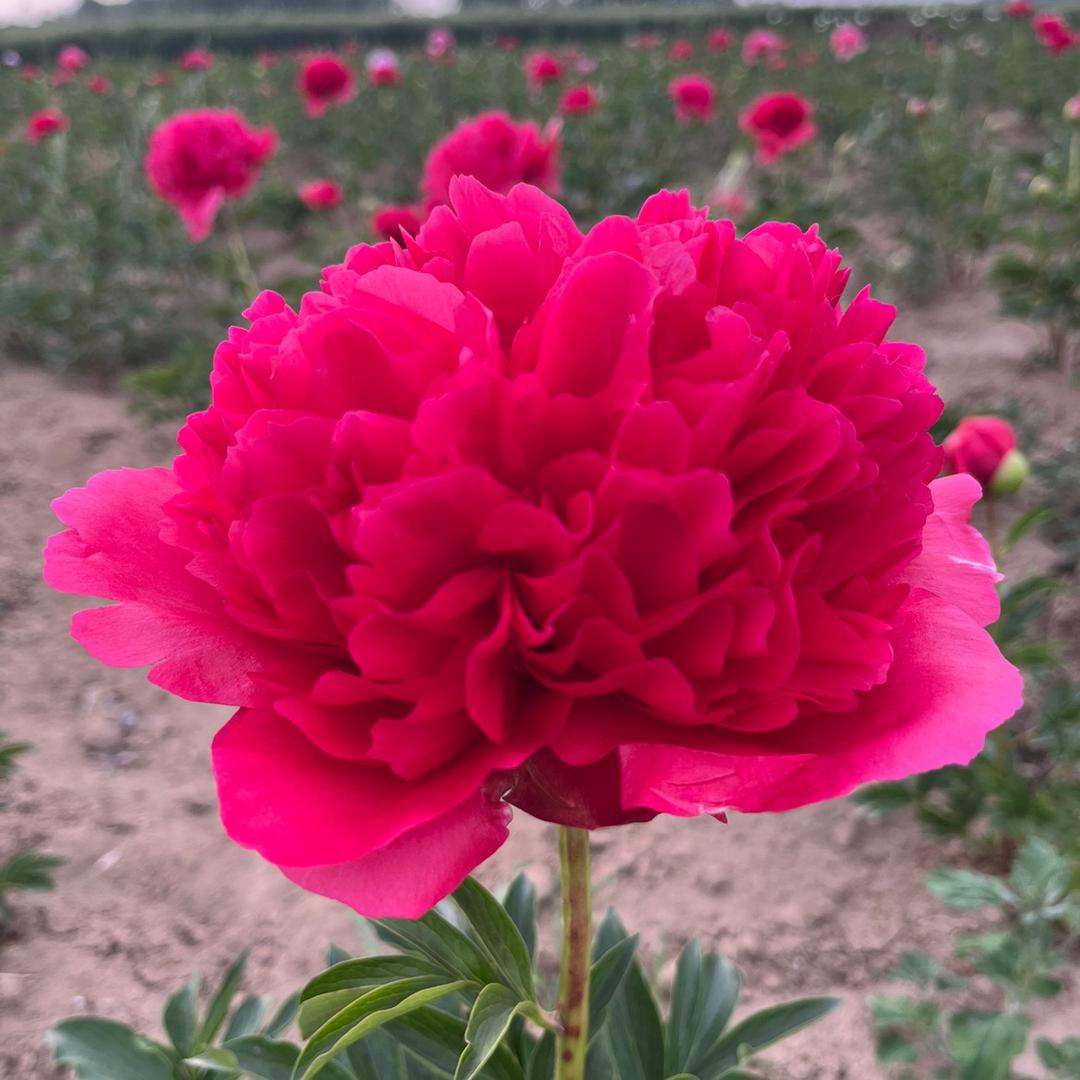 菏泽市牡丹区腾盛牡丹种植专业合作社