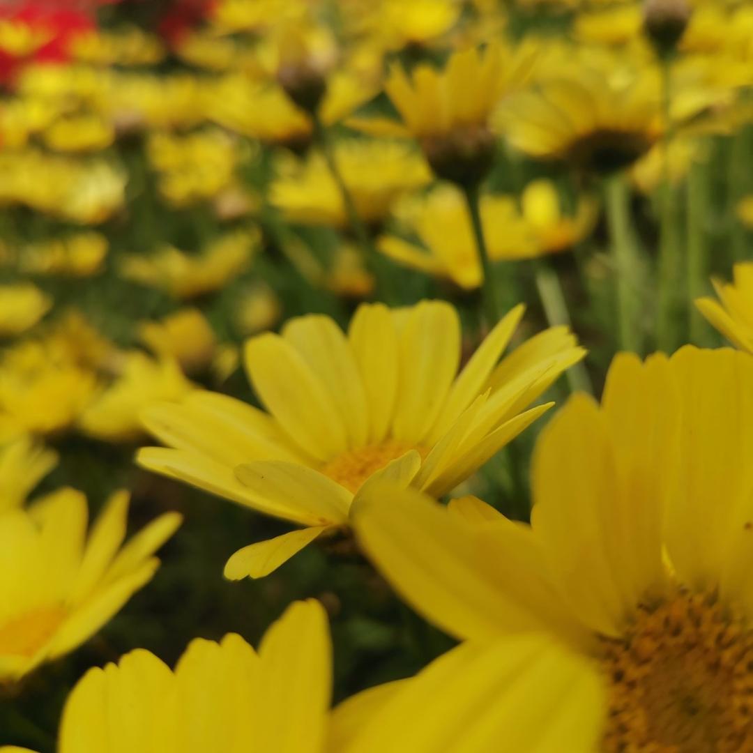 🩺小小幸福🍓 🎼