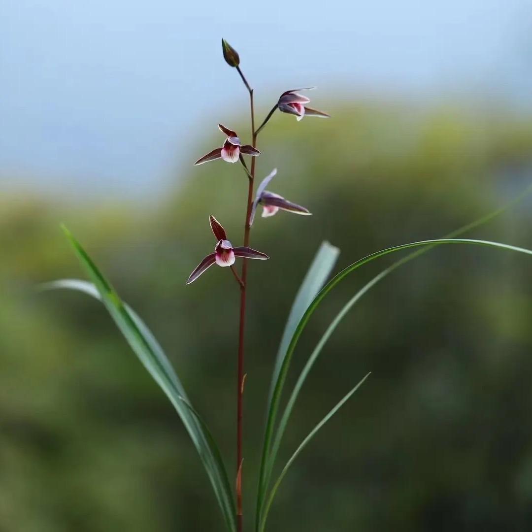 兰缘山货