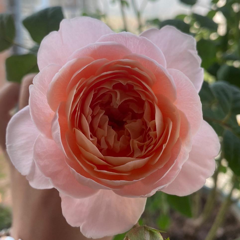 T芸y。💋