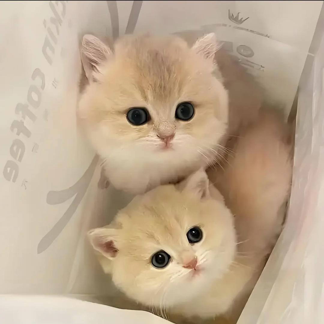 猫咪幼儿园（奇喵猫舍）