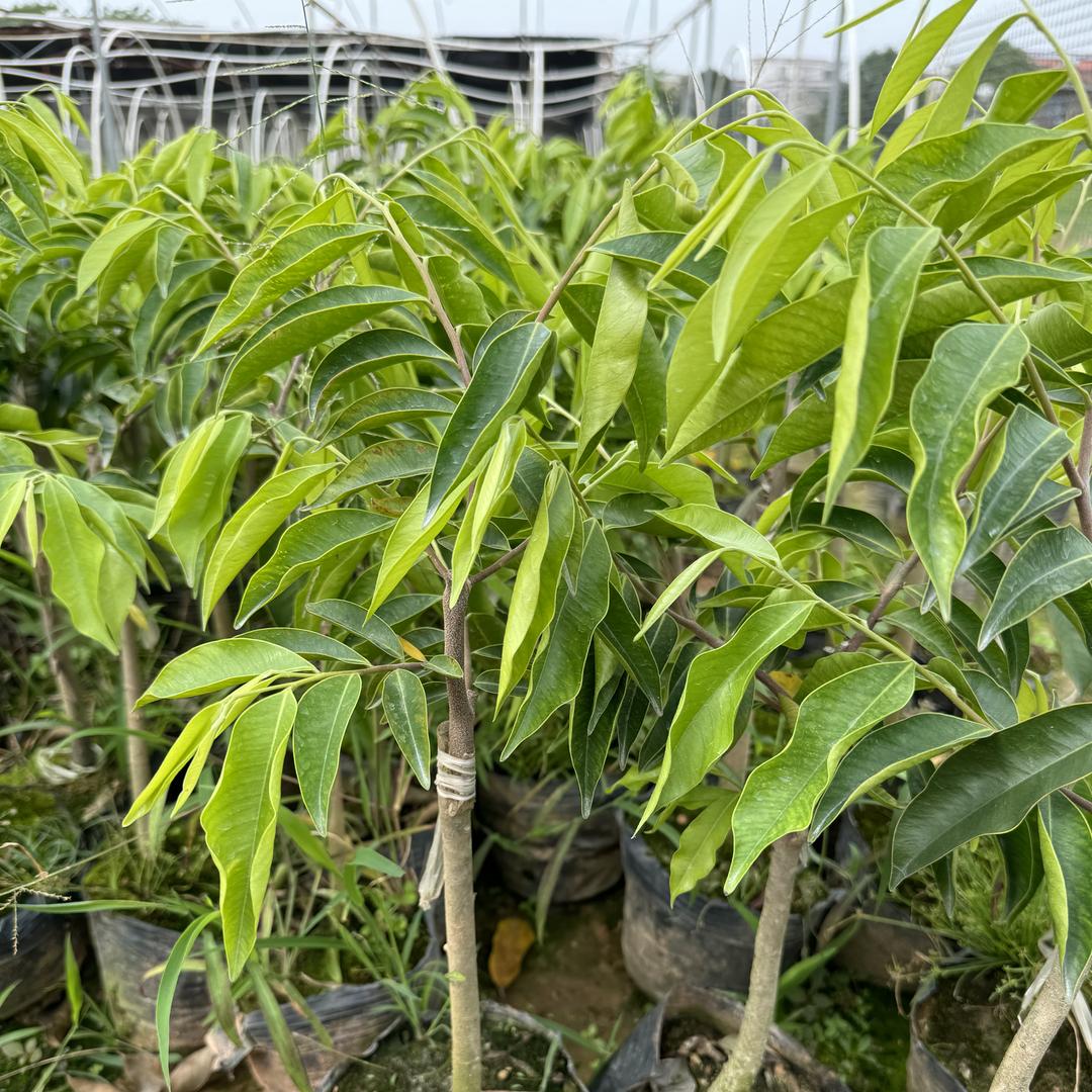 电白区坡心镇富贵苗木种植场