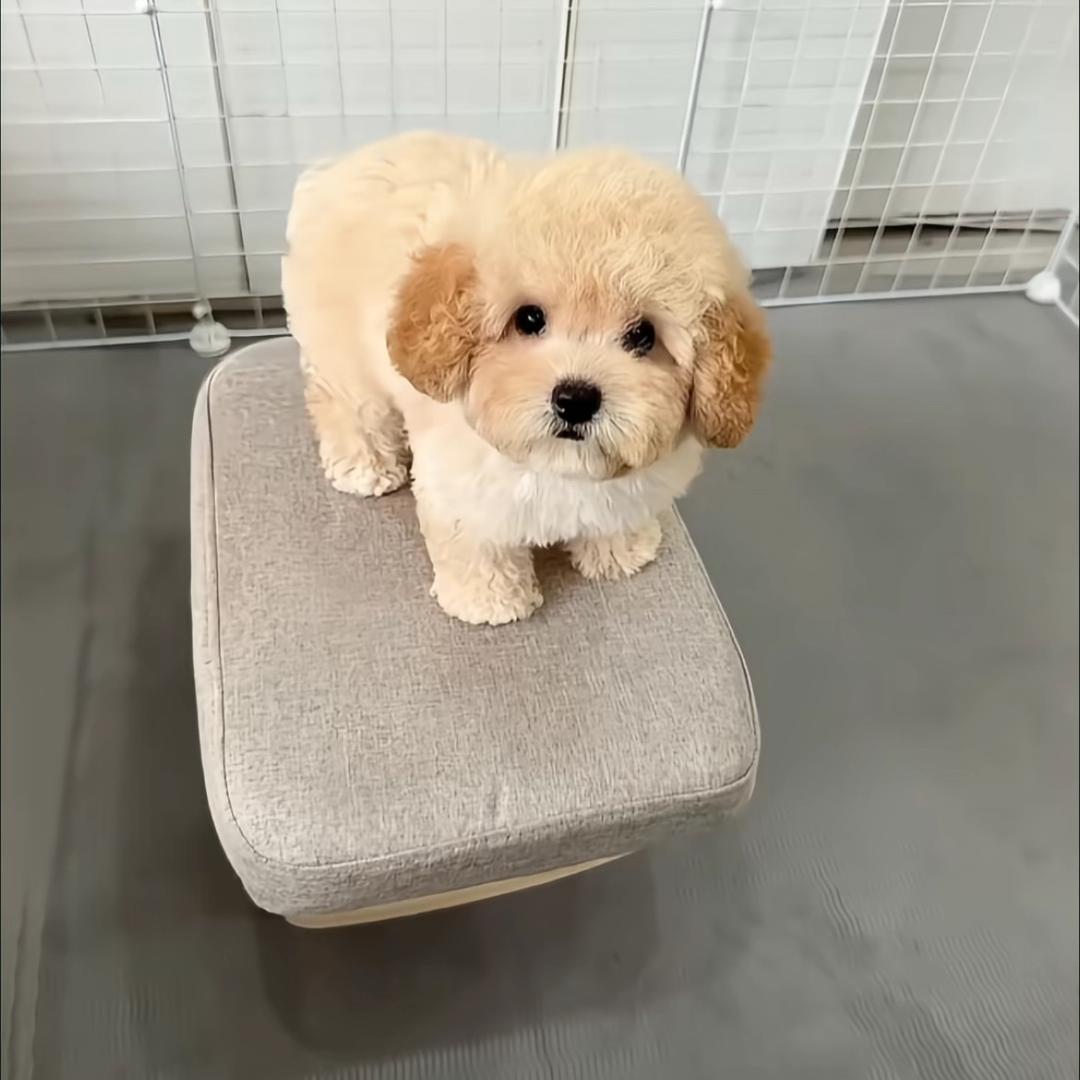 二宝是只小泰迪