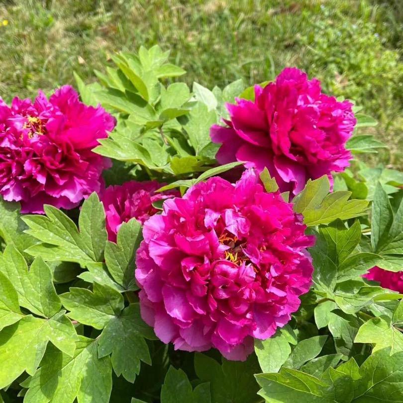 潮汕阿花-