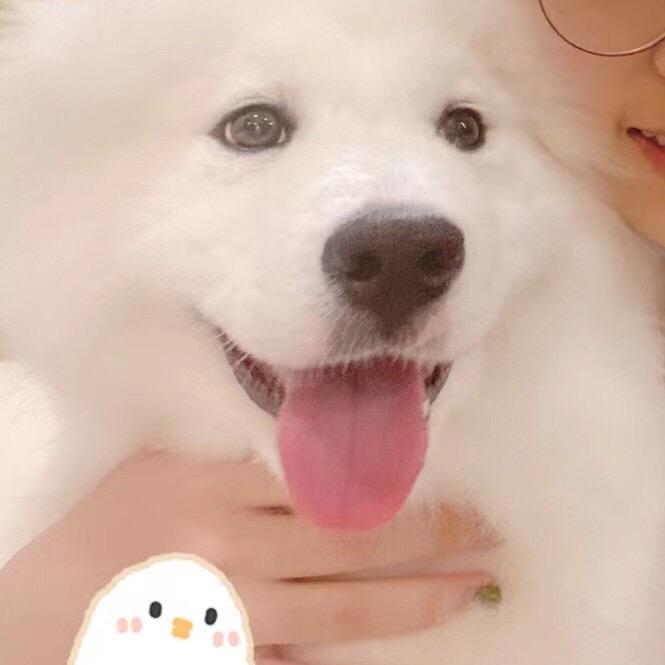 芳芳家的萨摩耶